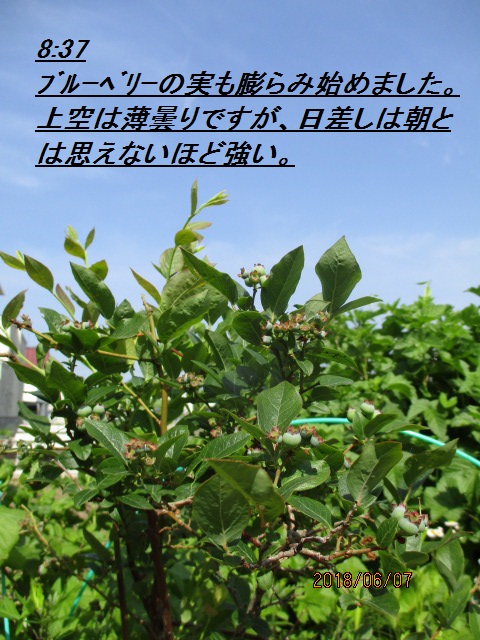 アップロードファイル 4136-1.jpg