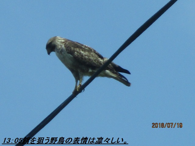アップロードファイル 4178-2.jpg